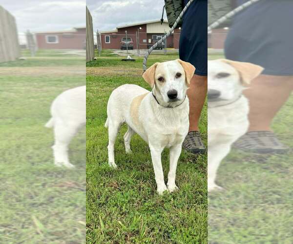 Medium Photo #3 Mutt Puppy For Sale in Abbeville, LA, USA