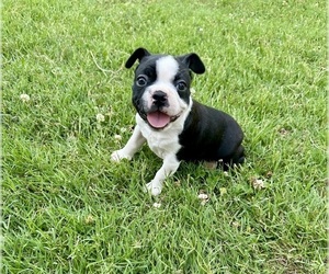 Boston Terrier Puppy for sale in WASHBURN, MO, USA