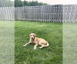 Small #1 Goldendoodle