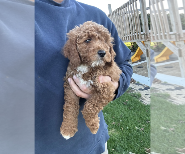 Medium Photo #3 Goldendoodle (Miniature) Puppy For Sale in MILWAUKEE, WI, USA