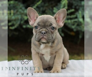 French Bulldog Puppy for sale in EAST EARL, PA, USA