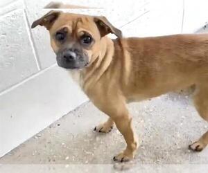 Pug-Unknown Mix Dogs for adoption in Houston, TX, USA