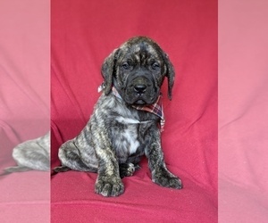 Presa Canario Puppy for sale in QUARRYVILLE, PA, USA