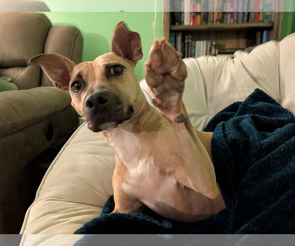Medium Photo #2 American Staffordshire Terrier-Unknown Mix Puppy For Sale in Arlington, VA, USA