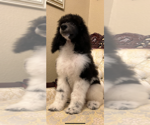 Poodle (Standard) Puppy for sale in HARLAN, KY, USA