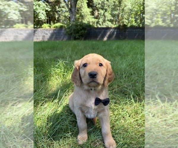 Medium Photo #7 Golden Retriever Puppy For Sale in BATTLE GROUND, WA, USA