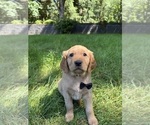 Small #6 Golden Retriever