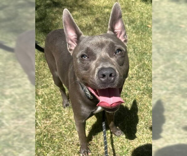 Medium Photo #2 American Pit Bull Terrier Puppy For Sale in Redlands, CA, USA