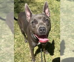 Small #1 American Pit Bull Terrier