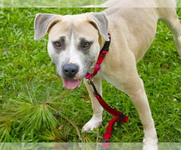 Medium Photo #1 American Bulldog-Unknown Mix Puppy For Sale in Tallahassee, FL, USA