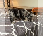 Puppy Puppy 2 French Bulldog