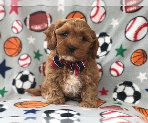 Havashu-Poodle (Miniature) Mix Puppy for sale in LAKELAND, FL, USA