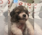 Small #10 Maltipom