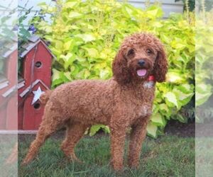 Father of the Miniature Labradoodle puppies born on 03/31/2025