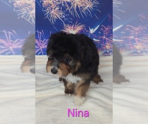 Australian Shepherd-Poodle (Toy) Mix Puppy for sale in AZLE, TX, USA