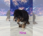 Image preview for Ad Listing. Nickname: Nina
