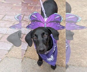 Labrador Retriever-Unknown Mix Dogs for adoption in Fort Worth, TX, USA