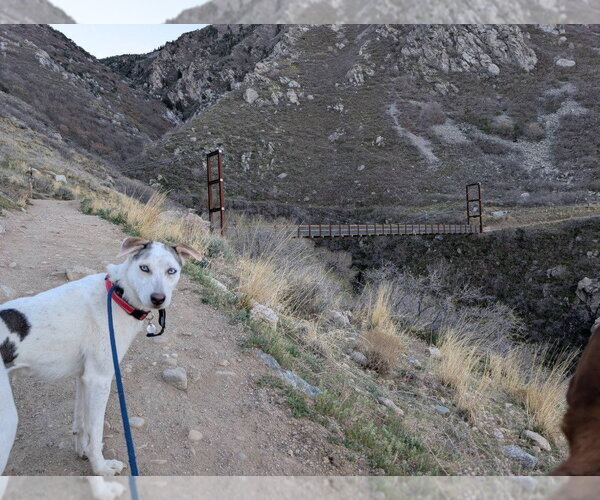 Medium Photo #3 Siberian Husky-Unknown Mix Puppy For Sale in Salt Lake City, UT, USA
