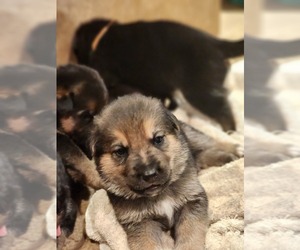 German Shepherd Dog Puppy for sale in RAMONA, CA, USA