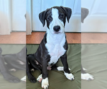 Howdy - Male Labrador Retriever-Unknown Mix Dog for Adoption - Small photo