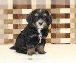 Small #2 Bernedoodle (Miniature)