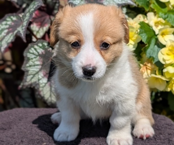 Medium Photo #20 Pembroke Welsh Corgi Puppy For Sale in GOSHEN, IN, USA