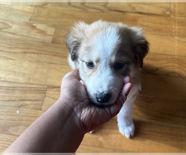 Medium Photo #2 Great Pyrenees-Unknown Mix Puppy For Sale in Brooklyn, NY, USA