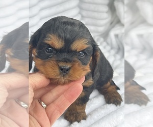 Cavalier King Charles Spaniel Puppy for sale in NILES, MI, USA