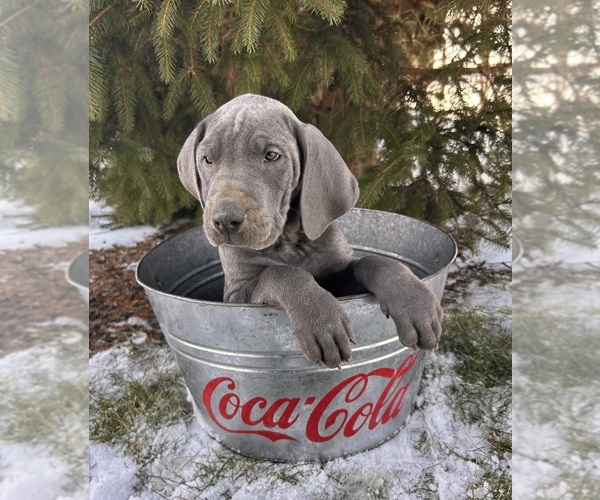 Medium Photo #2 Great Dane Puppy For Sale in MIDDLEBURY, IN, USA