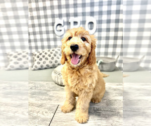 Goldendoodle-Poodle (Miniature) Mix Puppy for sale in MARIETTA, GA, USA