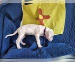 Small #9 Dogo Argentino