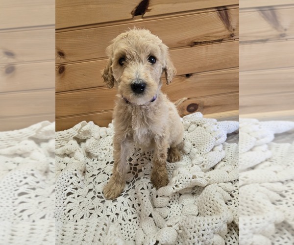 Medium Photo #1 Poodle (Standard) Puppy For Sale in WILLIAMSTOWN, KY, USA