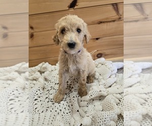 Poodle (Standard) Puppy for sale in WILLIAMSTOWN, KY, USA
