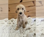 Image preview for Ad Listing. Nickname: Charlie