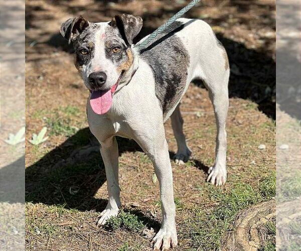 Medium Photo #2 Mutt Puppy For Sale in Martinsburg, WV, USA