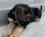 Puppy Luka German Shepherd Dog-Goldendoodle Mix