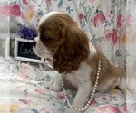 Small #3 Cavalier King Charles Spaniel