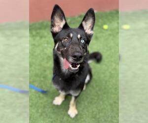 German Shepherd Dog-Unknown Mix Dogs for adoption in San Francisco, CA, USA