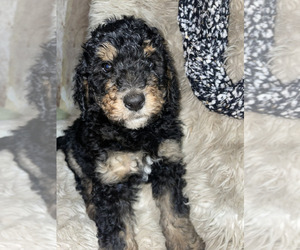 Medium Bernedoodle