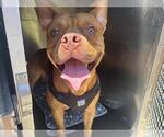 Small American Staffordshire Terrier Mix