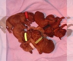 Small #8 Poodle (Standard)