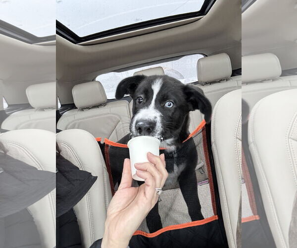 Medium Photo #4 Siberian Husky-Staffordshire Bull Terrier Mix Puppy For Sale in Fort Wayne, IN, USA