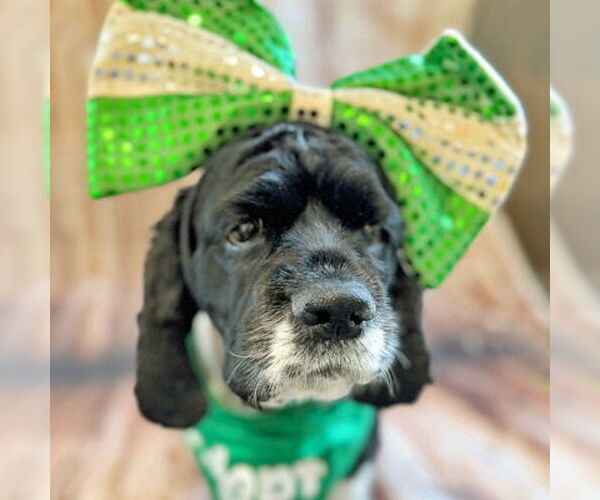 Medium Photo #16 Cocker Spaniel Puppy For Sale in Arlington, VA, USA