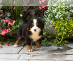 Puppy Molly Bernese Mountain Dog