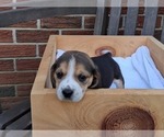 Small #14 Beagle