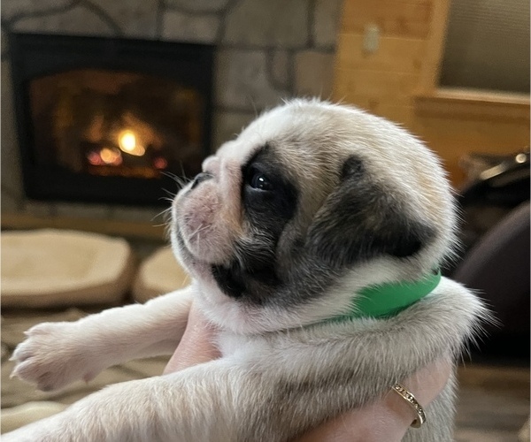 Medium Photo #3 Pug Puppy For Sale in NEW LONDON, OH, USA