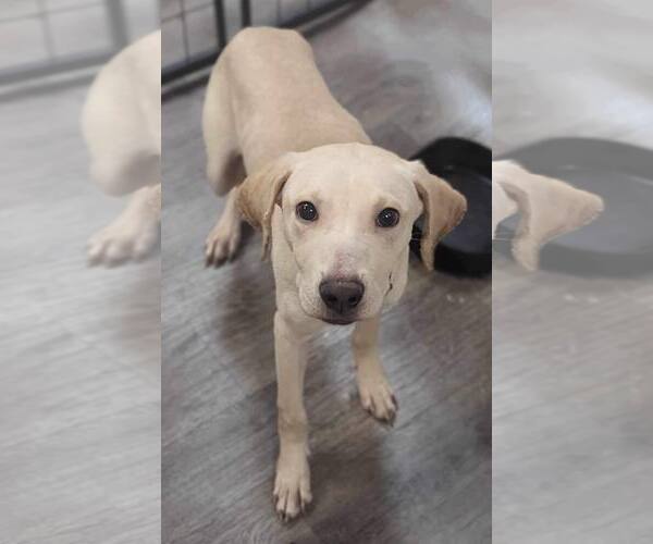 Medium Photo #17 Labrador Retriever-Unknown Mix Puppy For Sale in Oakhurst, NJ, USA