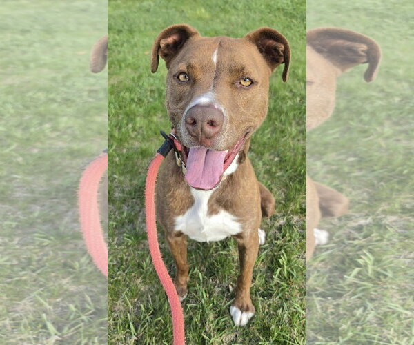 Medium Photo #4 Mutt Puppy For Sale in Rockaway, NJ, USA