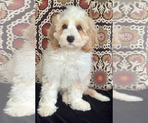 Medium Australian Labradoodle