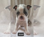 Small #4 Boston Terrier